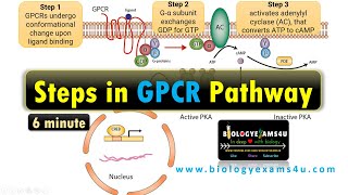 Structure of G Protein Coupled Receptor GPCR Steps in G Protein Coupled Receptor Pathway [upl. by Ahsym]