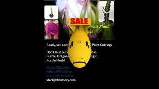 Purple Dragon Fruit Plant Cuttings Sale [upl. by Orlov]