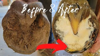 ASMR Farrier Hoof knifing Very satisfying Hoof Restorations [upl. by Niwrud411]