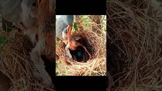 Baby bird incubates spoiled egg [upl. by Bartlett]