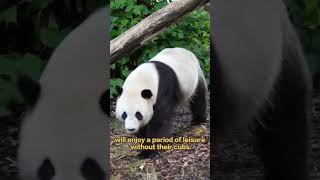 【Pandas World Travel】Giant Pandas Tian Bao Bao Di Bao Mei Are Set To Return To China  iPanda [upl. by Suirtimed]