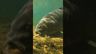 See how to take a fish hookfish freshwaterfish underwater FishinghuntingSk [upl. by Oyek]