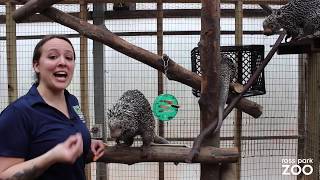 Animal Spotlight Prehensiletailed Porcupine [upl. by Ace]