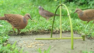 Easy Bird trap From National Garden [upl. by Harmaning]