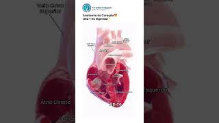 Anatomia do Coração ❤️ [upl. by Raney688]