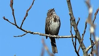 Song Sparrow Singing [upl. by Raymund]