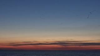 Pinkfooted geese going to roost over the Wash [upl. by Lleryd360]