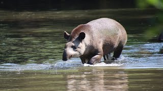 Tapir nager dans leau  Tapir Swimming In The Water  Pairi Daiza 2024 [upl. by Octave]