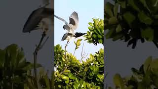 Gavião peneira do Japão Elanus caeruleus birdwatching gaviao avesderapina japão カタグロトビ [upl. by Eniamaj]