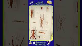 Insects Collection in Insectarium shortvideo shorts [upl. by Essam91]