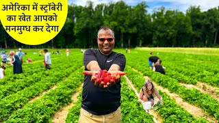 नहीं देखा होगा ऐसा सुन्दर अमेरिकन खेत STRAWBERRY FARMS in USA  AMERICA ka khet [upl. by Treb85]