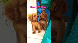 Dog video Adorable Cocker Spaniels 🐶 cockerspaniels puppydog doglovers [upl. by Roderick]