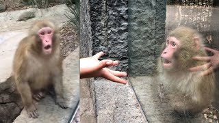 Monkey totally wowed by magic trick Video Any Articles News [upl. by Adlaremse]