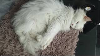 my baby is asleep 😴😴😴 youtube trending catlover [upl. by Aiuqat]