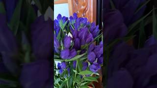 Gentiana Scabra rindou flowers satisfying shortvideo short viralvideo shorts [upl. by Hasheem]