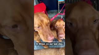 Every where we go we want to find a Vizsla especially when we don’t travel with ours 😍 vizsla [upl. by Gnoc]