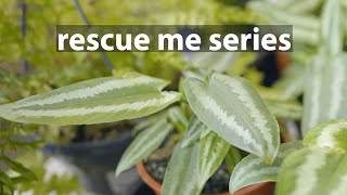 Rescue a Schismatoglottis Wallichii  Rare plant care [upl. by Anekam]