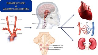 Vasomotor center Chapter 18 part 1 Guyton and Hall Physiology [upl. by Prendergast]