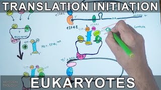 Translation Initiation in Eukaryotes [upl. by Ilene]