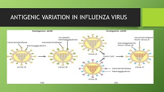 Genetic reassortment in influenza virus amp its pathogenesisAntigenic shift amp drift way of knowledge [upl. by Alister]