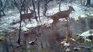 Potter County Trail Cam 2024 Part 1 [upl. by Sheeb]