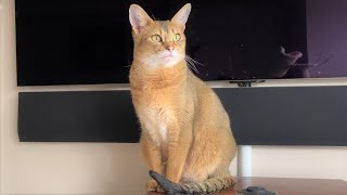 Tips for Raising a Chausie Cat [upl. by Etnoled328]