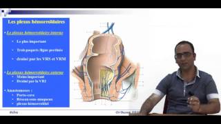 Anatomie descriptive et topographique du Rectum [upl. by Jacquenette]