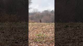 Wisconsin whitetail buck during rut 2024 whitetaildeer whitetailbucks buck hunting whitetails [upl. by Burg181]