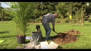 Planter le bambou  conseils techniques  Truffaut [upl. by Eirrek]