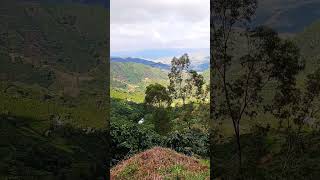 Paisaje cafetero de Antioquia ☕ agricultura cafe [upl. by Perseus389]