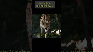 kucing Ashera cat animals kucinglucu videoviral kucing shorts shortvideo ashera short [upl. by Auqenes]