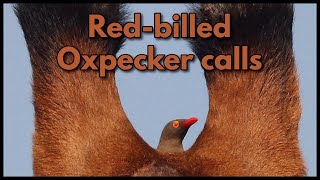 REDBILLED OXPECKER calling its hissing call [upl. by Ojaras]