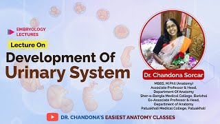 Lecture on Development of Urinary system [upl. by Ekle]