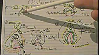 ODONTOGENESIS Logia de la Facultad de Odontología [upl. by Haldis726]