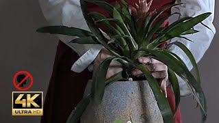 Transplanting Guzmania lingulata ASMR  Care Tips amp Natural Sounds for Relaxation notalking 4k [upl. by Devol625]