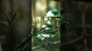 A beautiful bird 3D shorts [upl. by Led]