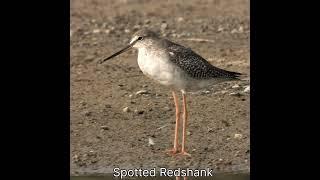 Spotted Redshank vs Common Redshank [upl. by Luhem]