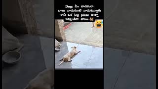 Dog rope skipping subscribe funny comedysoundeffects memes viralvideos trending cat dog [upl. by Freeland]