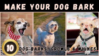 🤔Sounds That Make Your Dog Bark  Dogs Barking Loud  Dog Sounds [upl. by Durward448]