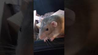 Hamsters vs Rats Which is the better pet rodent [upl. by Alvie159]