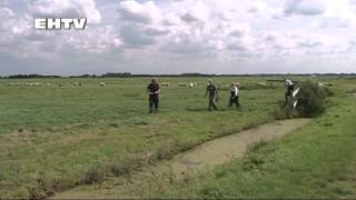 STIER IN DE SLOOT IN EEMNES 30 07 2014 [upl. by Atalayah400]