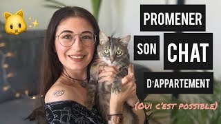 PROMENER SON CHAT EN LAISSE Première étape  Comment lhabituer au harnais [upl. by Nylasoj]