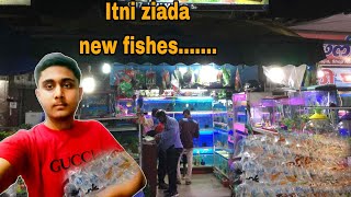 Itni ziada new fishes lay li 🙃  Aquarium Full hu gia 😨  M Zain Mughal [upl. by Lednew]