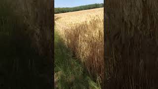 Petite Randonnée autour de Ballancourt sur Essonne [upl. by Gimpel]