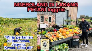 Ke Ladang Inggris Cari Jagung Labu Kwaci Mirip Petani Di Indonesia [upl. by Ahsinrad]