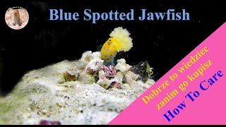 MY Blue Spotted Jawfish Opistognathus rosenblatti  THIS is WHAT you NEED know Before You Buy [upl. by Ulrick]