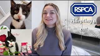 ADOPTING A CAT FROM THE RSPCA  EVERYTHING YOU NEED TO KNOW 2024 [upl. by Adianes]