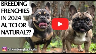 BREEDING FRENCH BULLDOGS IN 2024 ARTIFICIALTCI INSEMINATION OR NATURAL TIE  😱😱BreakingBadBulls [upl. by Lennon395]