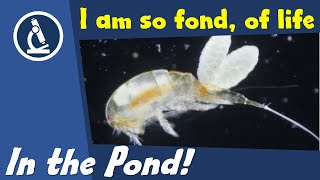 🔬 036  How to observe POND WATER LIFE under the microscope  Citizen Science [upl. by Calisa]