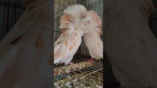 Types of pigeons  Jacobin pigeon  fancy pigeon breeds pigeon birds mrpets [upl. by Carlye]